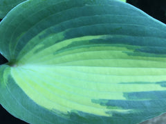 Image of Hosta 'Dinner Jacket' - Plantain lily variety