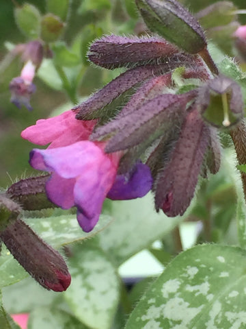 Image of Pulmonaria 'Majeste' - Lungwort variety