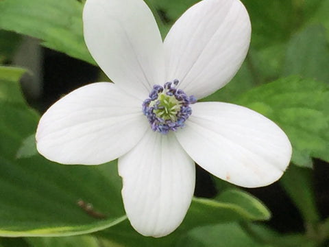 Image of Anemone rivularis - Riverside windflower