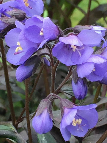 Image of Polemonium 'Heaven Scent' (PBR) - Jacob's Ladder variety
