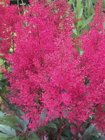 Image of Astilbe 'Montgomery' (Japonica hybrid)