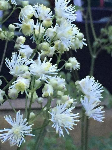 Image of Thalictrum aquilegifolium 'Album'