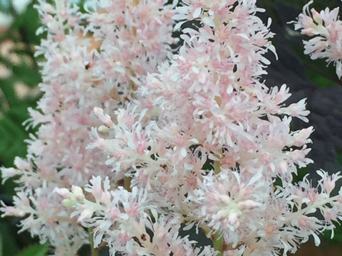 Image of Astilbe x rosea 'Peach Blossom'