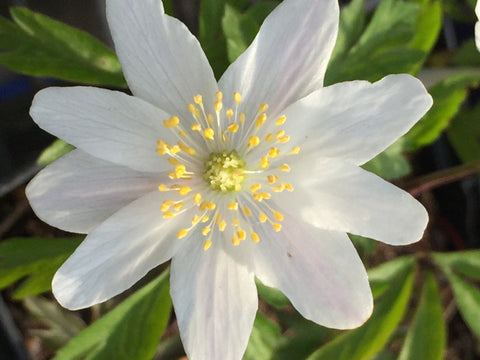 Image of Anemone nemorosa - Wood anemone, Lady's nightcap