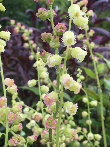 Image of Tellima grandiflora - Fringe cups so