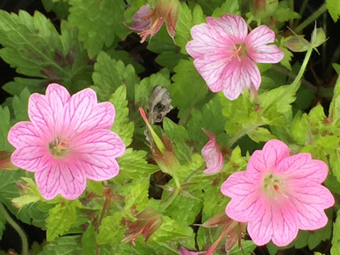Image of Geranium x oxonianum 'Wargrave Pink' - Cranesbill variety