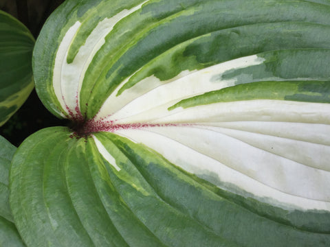 Image of Hosta 'Raspberry Sundae' - Plantain lily variety