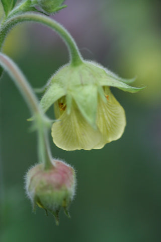 Image of Geum 'Lemon Drops'