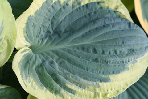 Image of Hosta 'Snow Cap' - Plantain lily variety