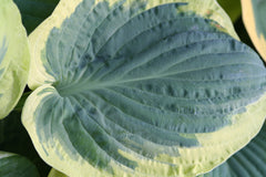 Image of Hosta 'Snow Cap' - Plantain lily variety
