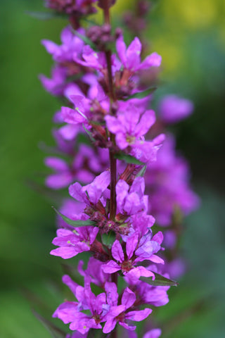 Image of Lythrum virgatum 'Dropmore Purple' - Wand loosestrife variety