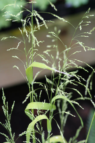 Image of Milium effusum 'Aureum' [AGM] - Bowles Golden Grass