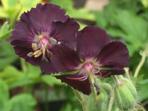 Image of Geranium phaeum - Dusky cranesbill, Mourning Widow, Black Widow