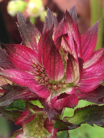 Image of Astrantia 'Moulin Rouge' (PBR) - Masterwort variety, Hattie's pincushion variety