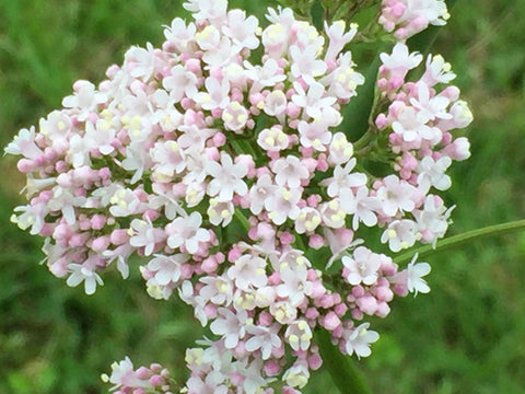 Image of Valeriana officinalis - Common valerian