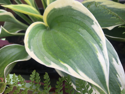 Image of Hosta 'Ivory Coast' - Plantain lily variety