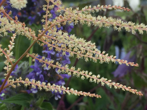 Image of Aruncus 'Horatio'- Goat's beard variety