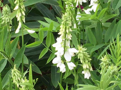Image of Galega officinalis 'Alba' - White goat's rue