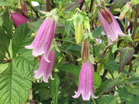 Image of Campanula punctata f. rubriflora - Bellflower variety