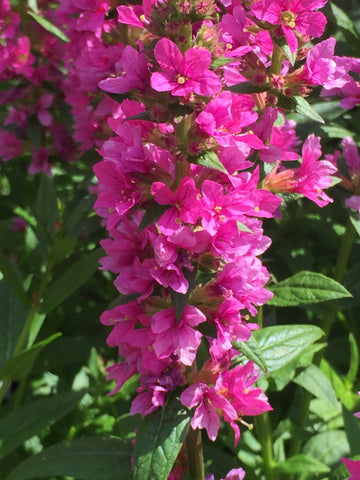 Image of Lythrum salicaria 'Robert' - Purple loosestrife variety