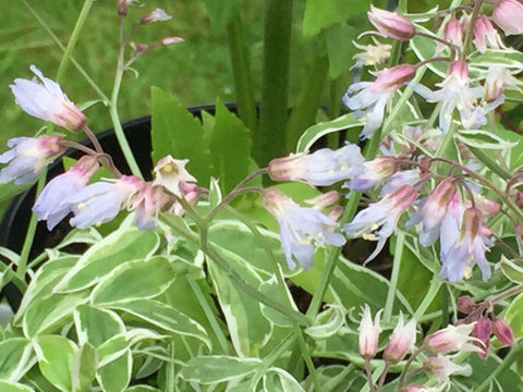 Image of Polemonium reptans 'Touch of Class' (PBR) - Jacob's ladder variety