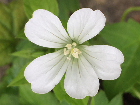 Image of Geranium nodosum 'Silverwood' - Knotted cranesbill variety