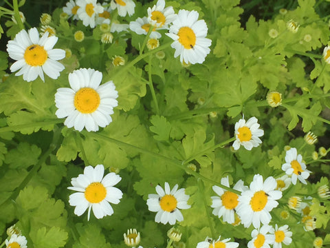 Image of Tanacetum parthenium 'Aureum' - Golden feverfew