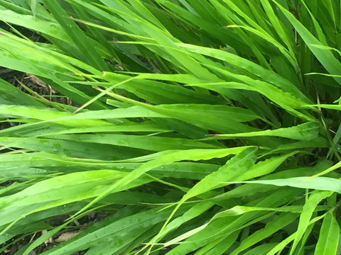 Image of Hakonechloa macra [AGM] - Japanese forest grass, Hakone grass