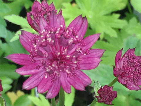 Image of Astrantia 'Venice' (PBR) - Masterwort variety, Hattie's pincushion variety