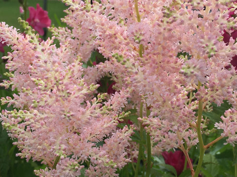 Image of Astilbe 'Europa' (Japonica hybrid)