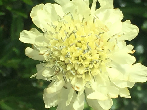Image of Cephalaria gigantea - Giant scabious