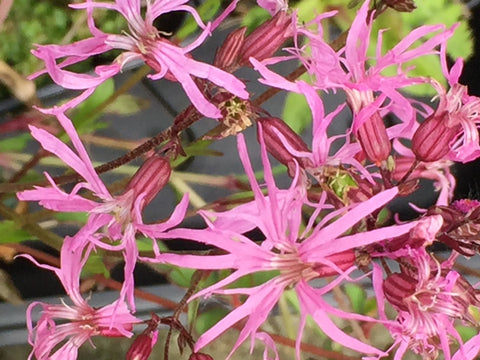 Image of Silene flos-cuculi - Ragged Robin syn. Lychnis