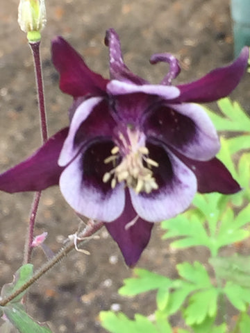 Image of Aquilegia vulgaris 'William Guinness' - Columbine variety, Granny's bonnet variety