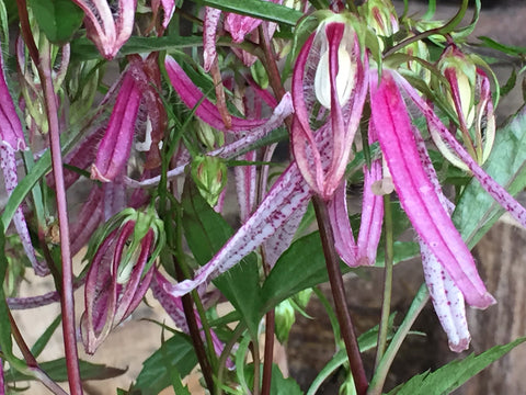 Image of Campanula 'Pink Octopus' (PBR) - Bellflower variety