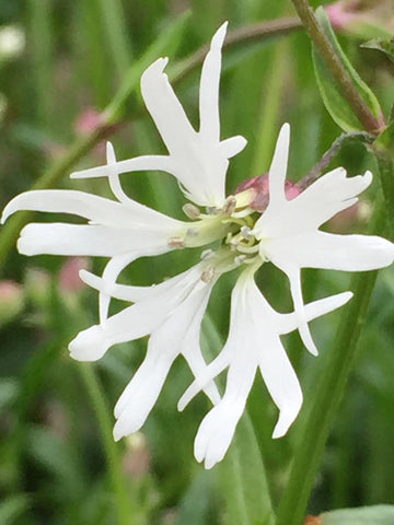 Image of Silene flos-cuculi 'White Robin' - White Ragged Robin syn. Lychnis