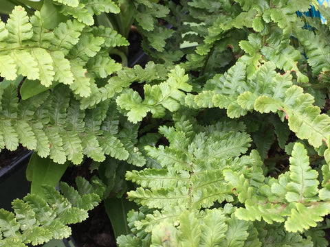 Image of Dryopteris affinis 'Pinderi'