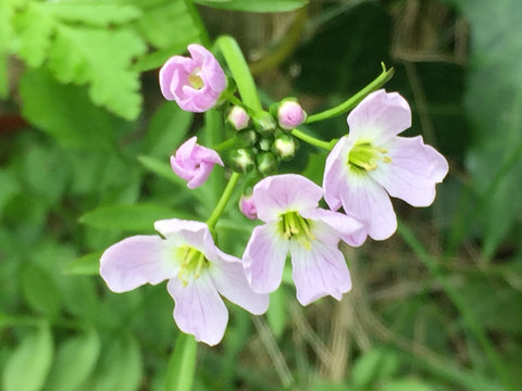 Image of Cardamine pratensis - Cuckoo Flower, Lady’s Smock