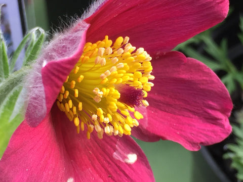 Image of Pulsatilla vulgaris 'Rubra'