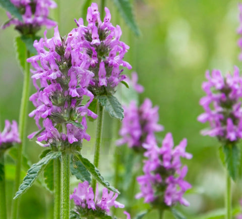 Image of Stachys officinalis - Betony