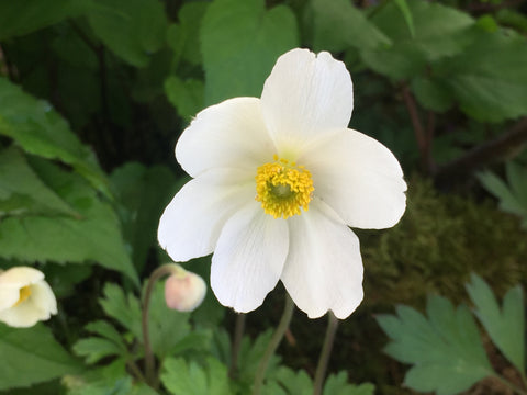 Image of Anemone sylvestris - Snowdrop Anemone, Snowdrop windflower