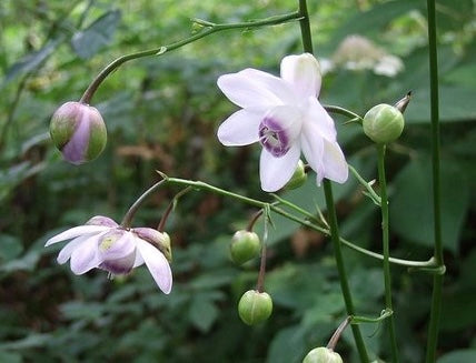 Image of Anemonopsis macrophylla - False anemone