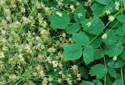 Image of Thalictrum uchiyamae