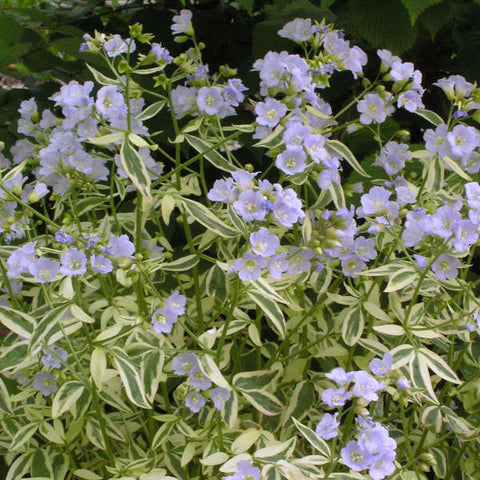 Image of Polemonium reptans ‘Stairway to Heaven’ - Jacob’s ladder variety