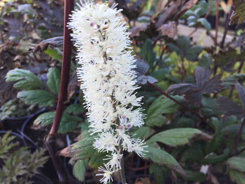 Image of Actaea simplex (Atropurpurea Group) 'Black Negligee' syn. Cimicifuga - Baneberry variety