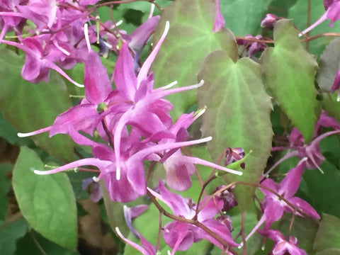 Image of Epimedium grandiflorum ‘Rose Queen’ AGM