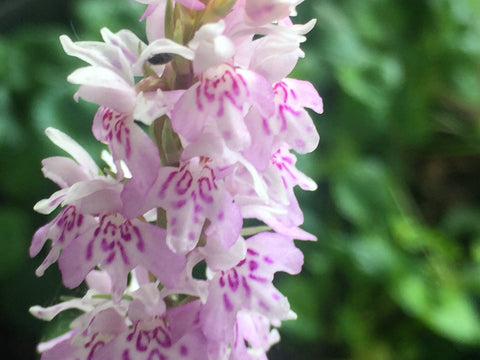 Image of Dactylorhiza fuchsii - Common spotted orchid