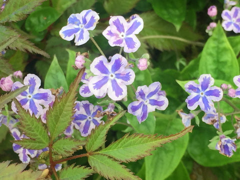Image of Omphalodes cappadocica 'Starry Eyes' - Cappadocian navelwort variety