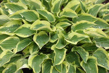 Image of Hosta ‘Pilgrim’