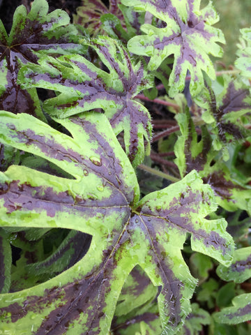 Image of Tiarella ‘Emerald Ellie’