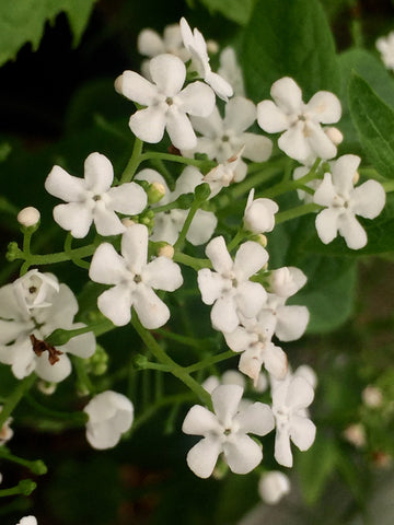 Image of Brunnera macrophylla ‘Betty Bowring’